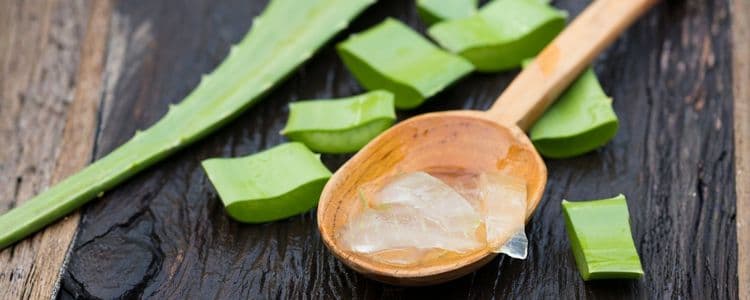 Aloe Vera: Why You Should Use It Every Day for Your Health