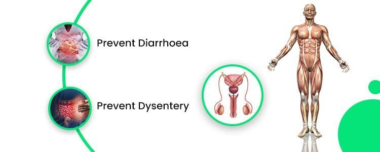 Discovering-the-Benefits-of-Cydonia-Vulgaris