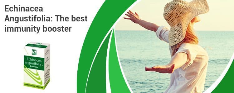Featured image for echinacea-angustifolia-the-best-immunity-booster